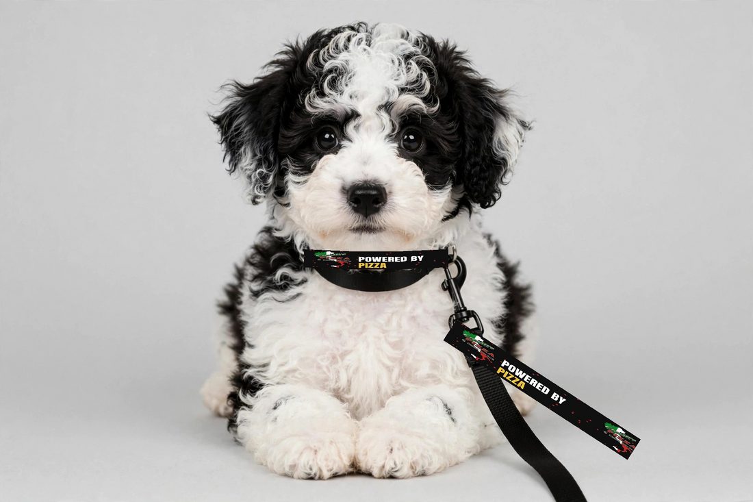Dog Collar product photo — On the pup